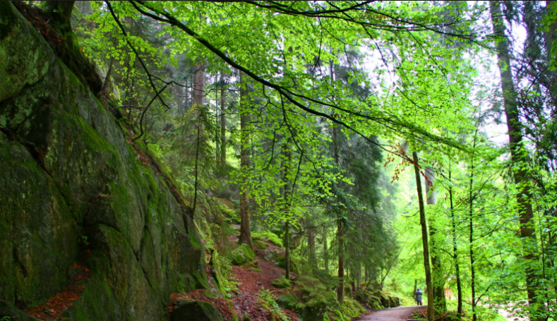 Schwarzwald